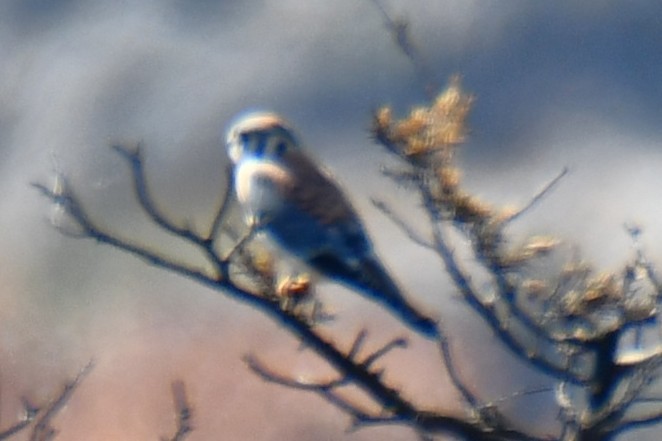American Kestrel - ML642737502