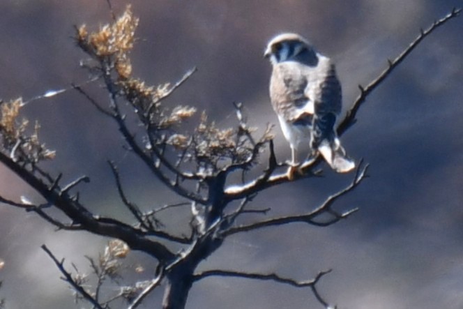 American Kestrel - ML642737503