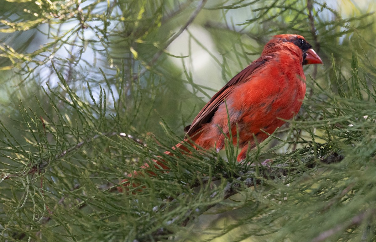 Northern Cardinal - ML642737504