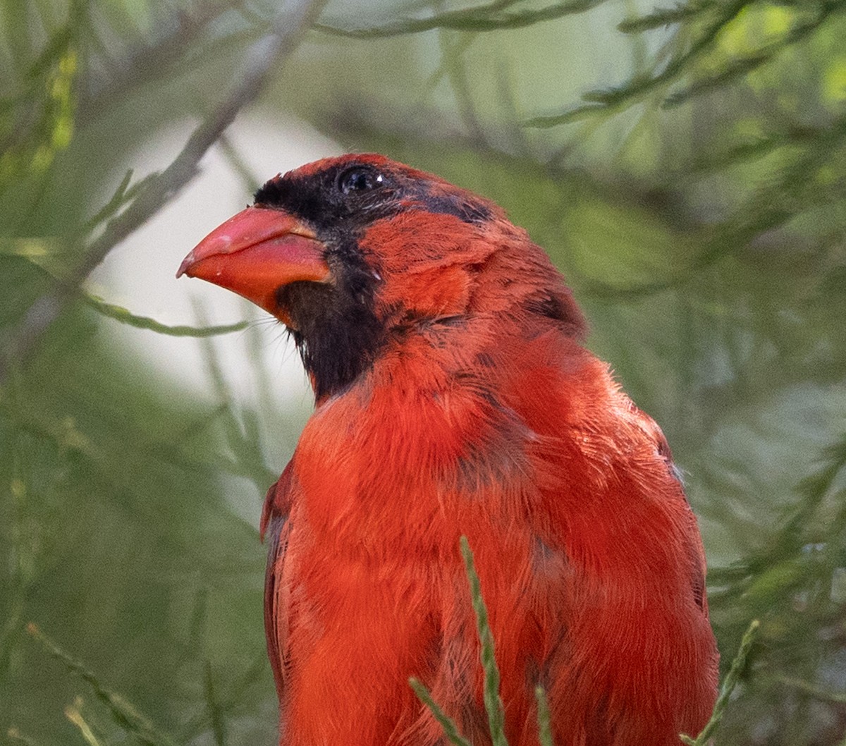 Northern Cardinal - ML642737505