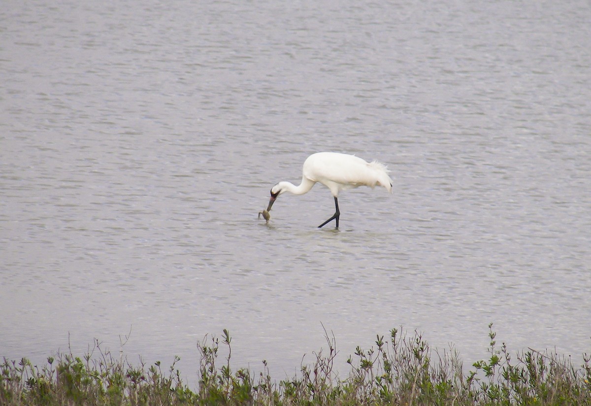 Whooping Crane - ML642737507