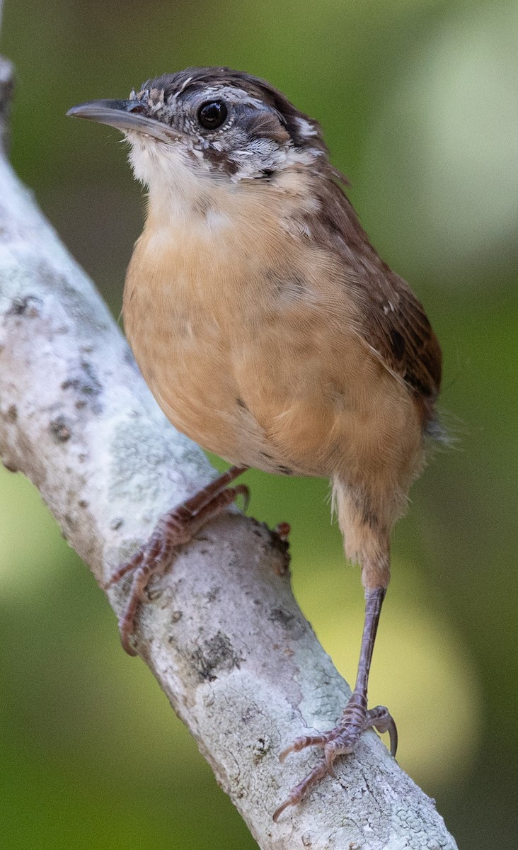 Carolina Wren - ML642737509