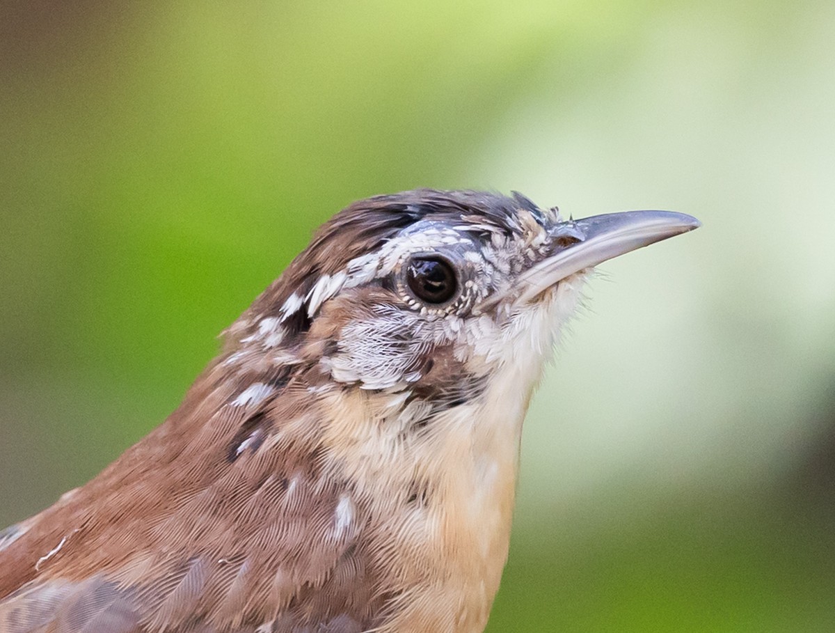 Carolina Wren - ML642737510