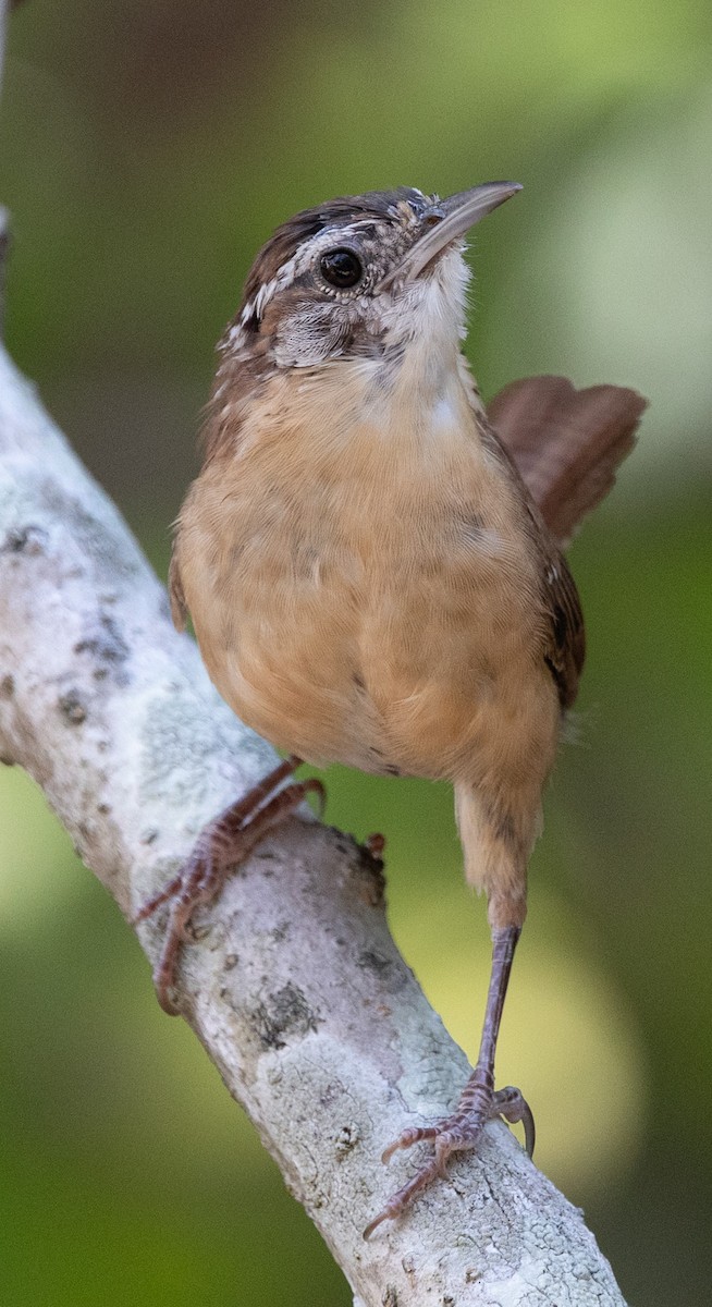 Carolina Wren - ML642737511