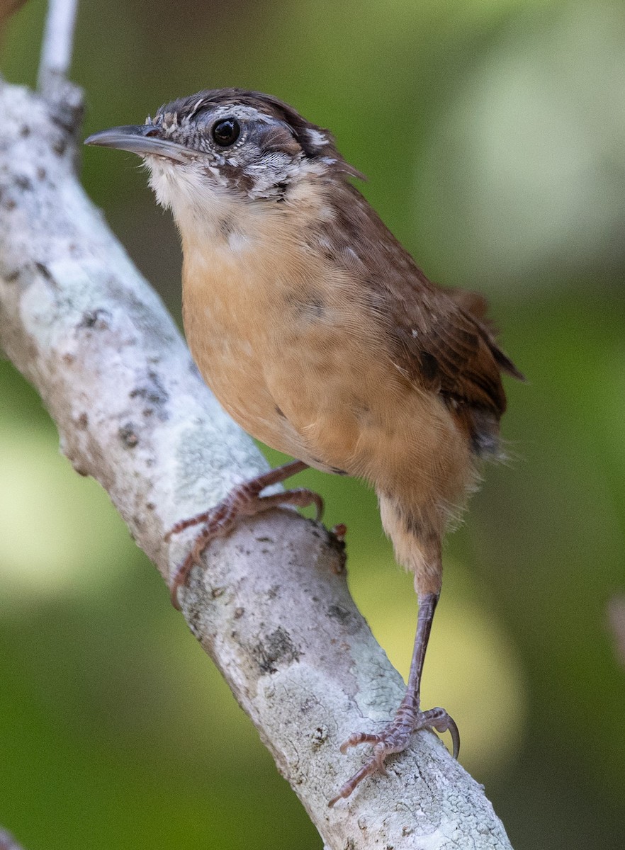 Carolina Wren - ML642737512