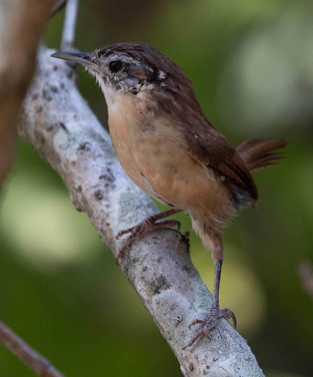 Carolina Wren - ML642737513