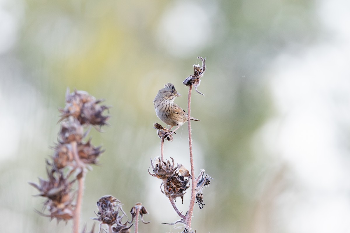 Lincoln's Sparrow - ML642737517