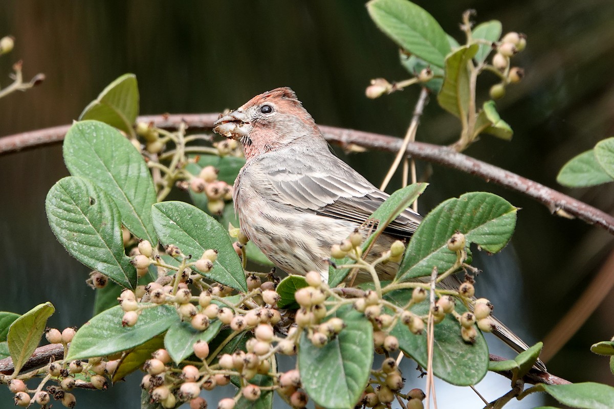 House Finch - ML642737518