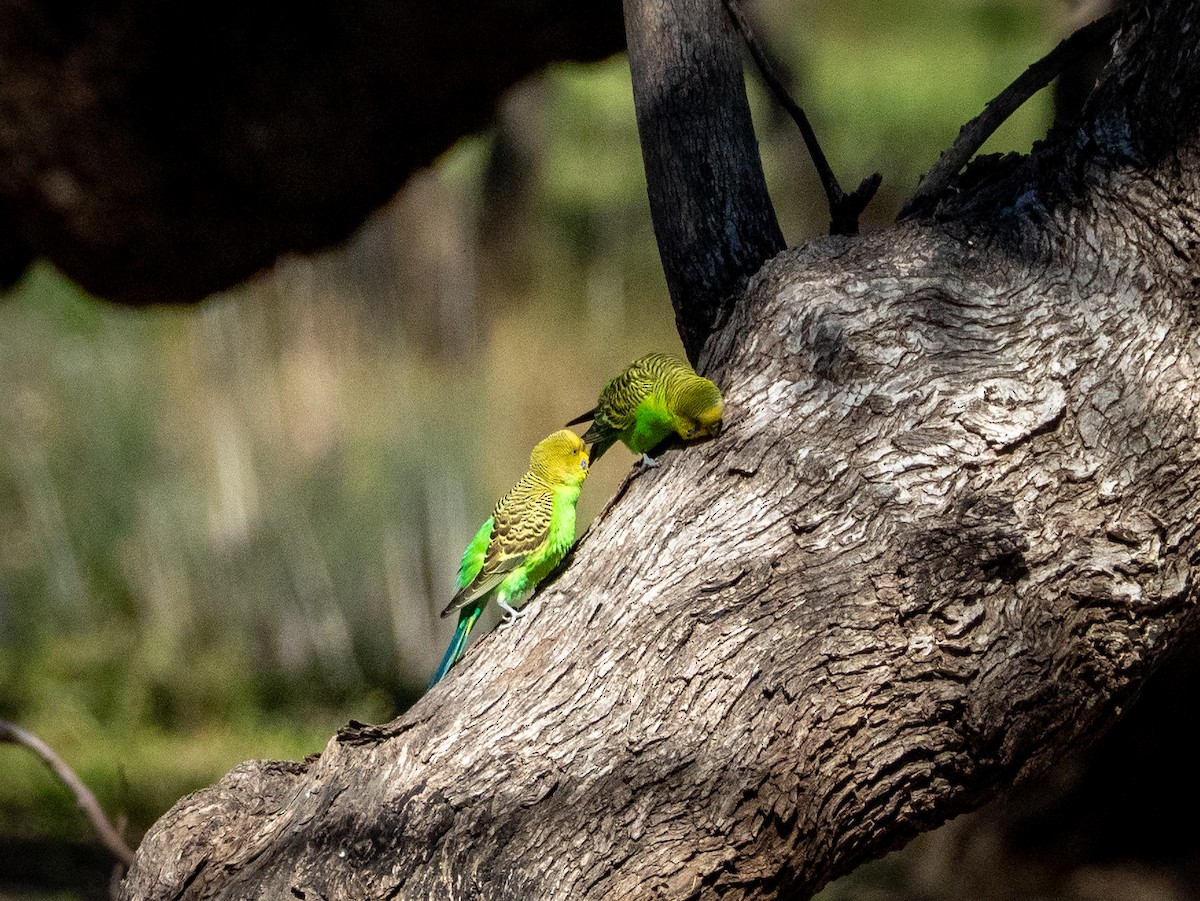 Budgerigar - ML642737519
