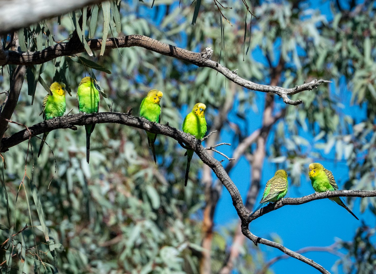 Budgerigar - ML642737520