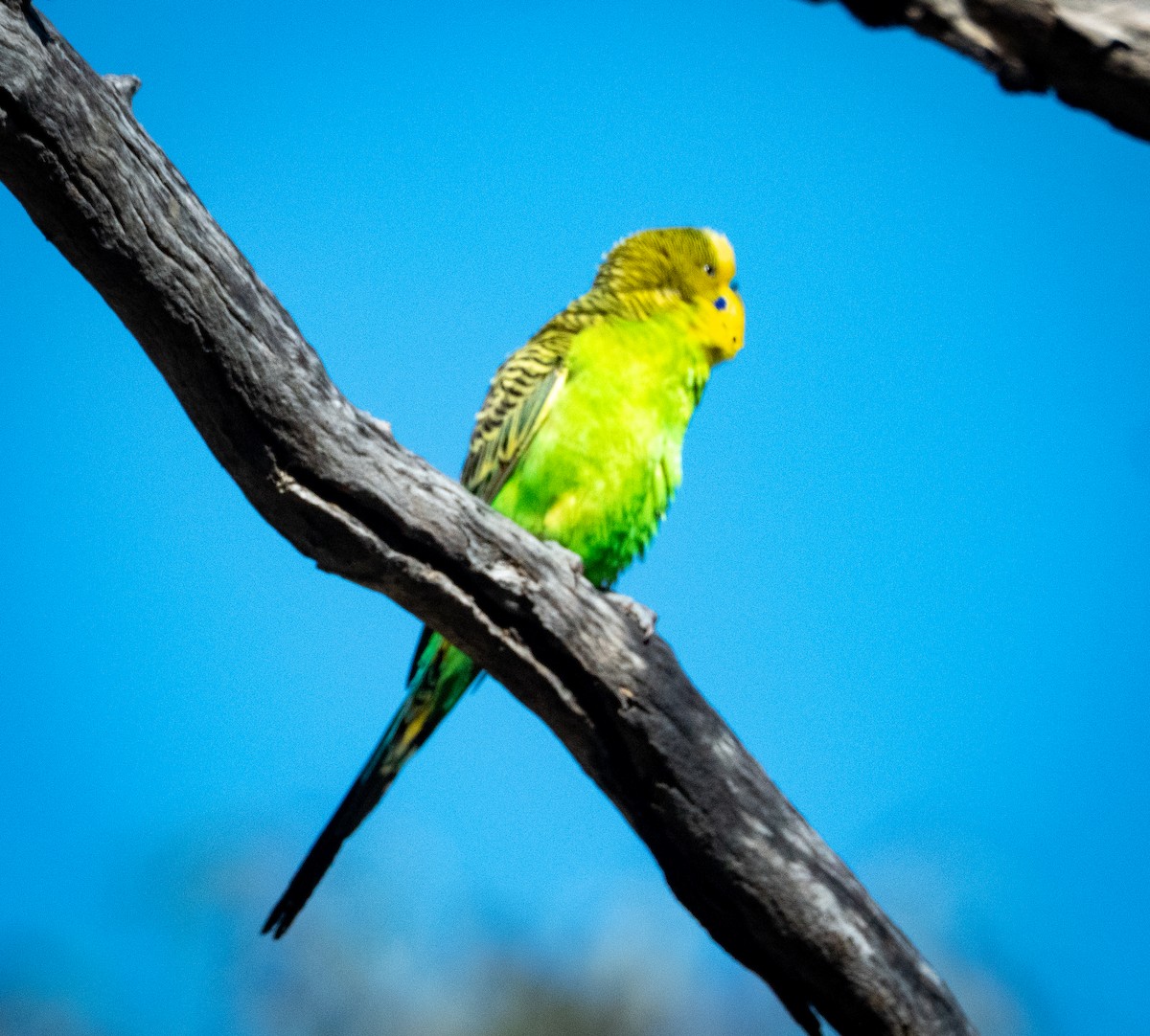 Budgerigar - ML642737521