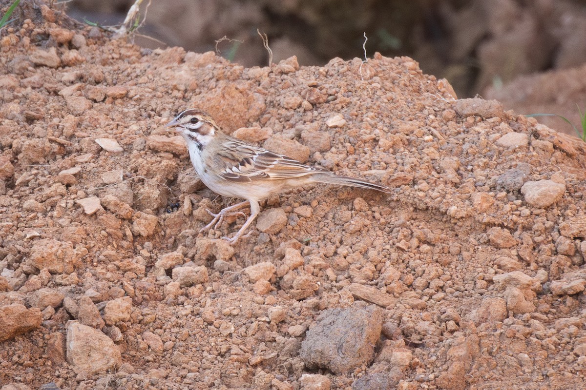 Lark Sparrow - ML642737522