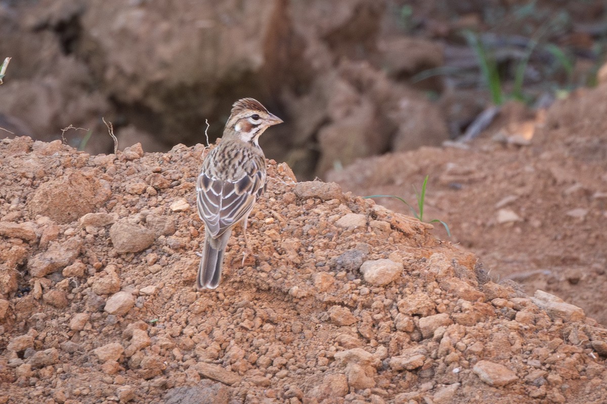 Lark Sparrow - ML642737523