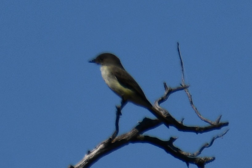Eastern Phoebe - ML642737530