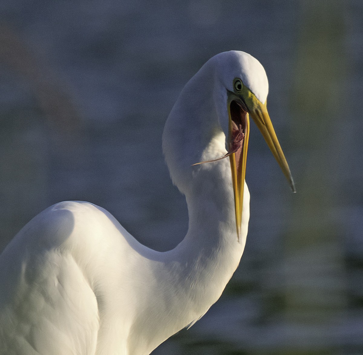 Great Egret - ML642737533