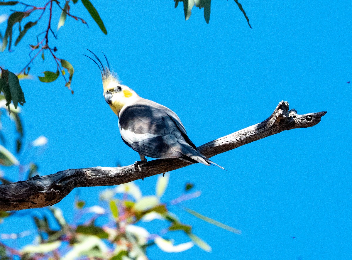 Cockatiel - ML642737534