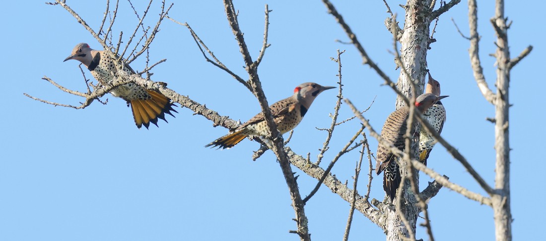 Northern Flicker - ML642737536
