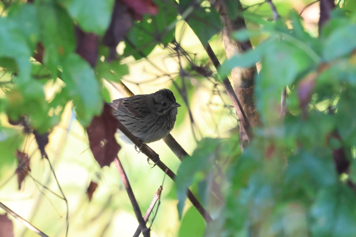 Lincoln's Sparrow - ML642737538