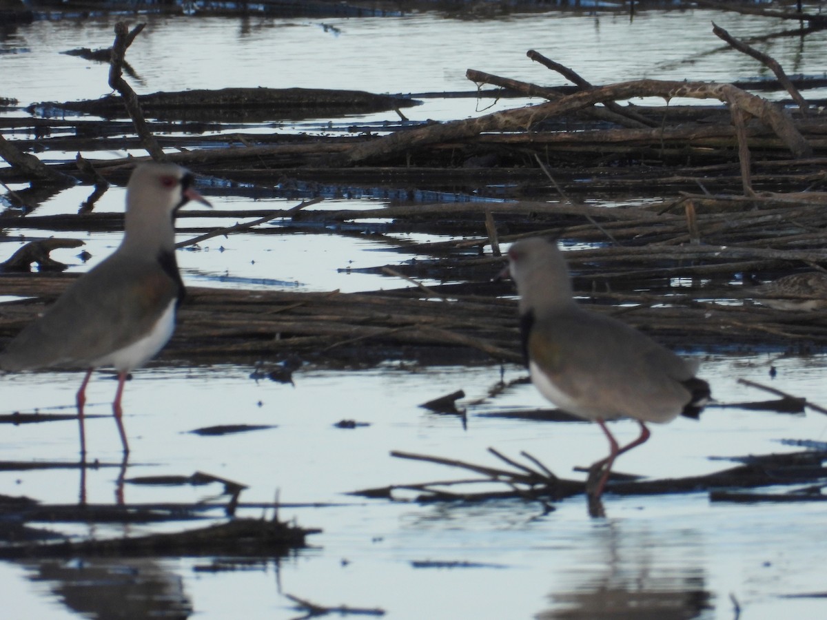 Southern Lapwing - ML642737540