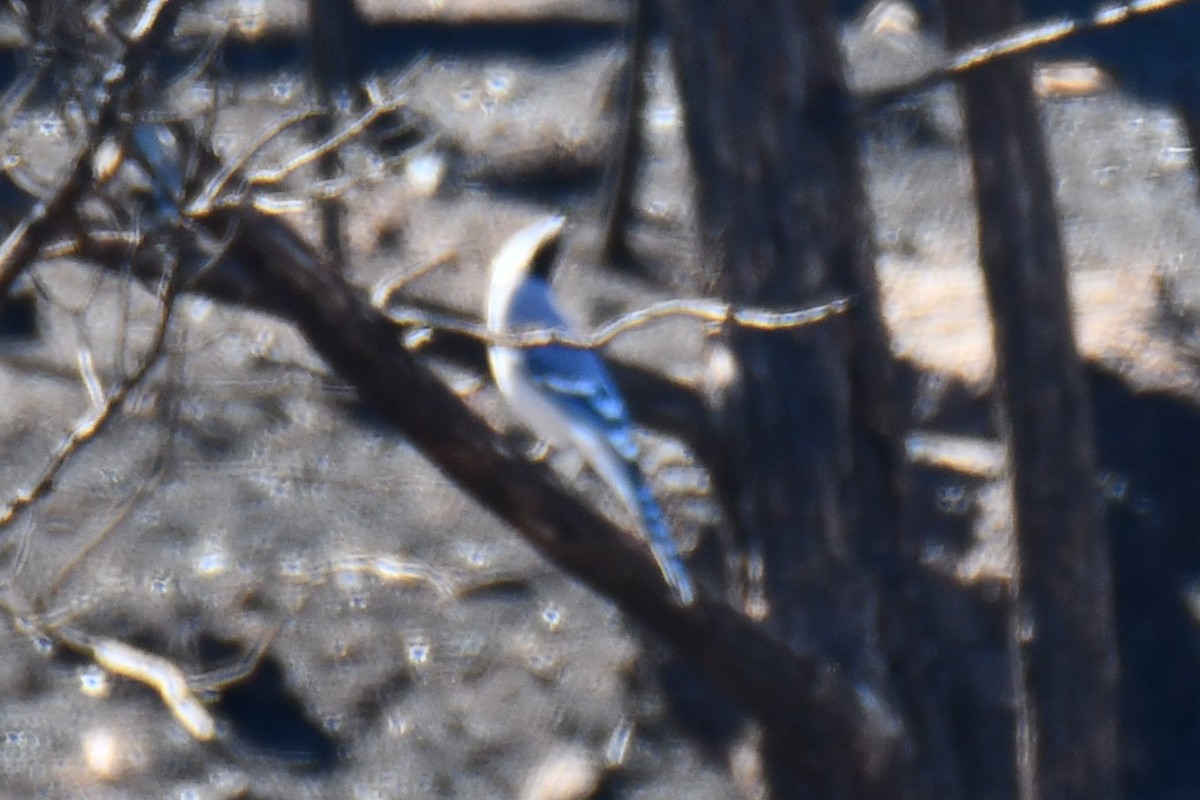 Blue Jay - ML642737544