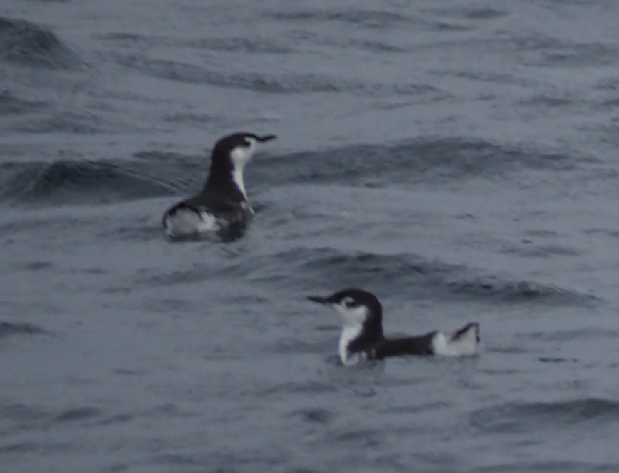 Guadalupe Murrelet - ML642737546