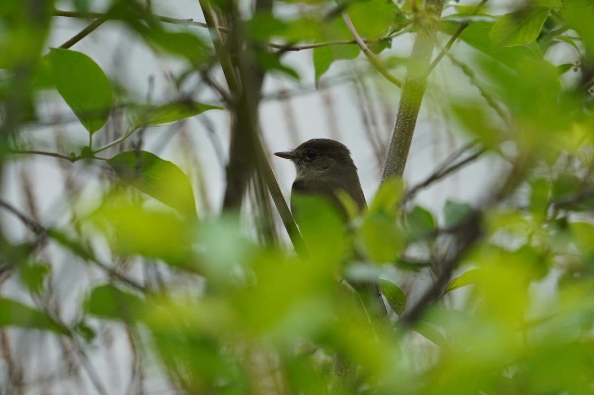 Willow Flycatcher - ML642737551