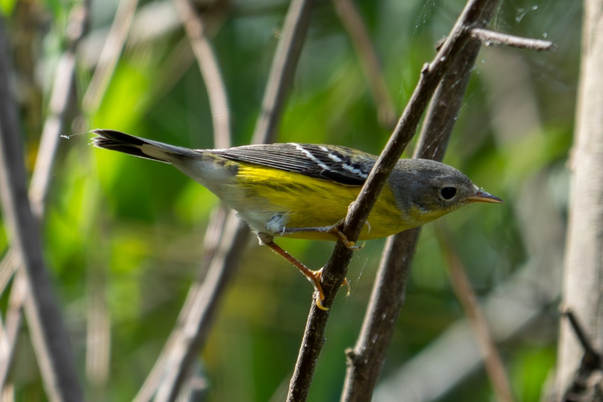 Magnolia Warbler - ML642737559