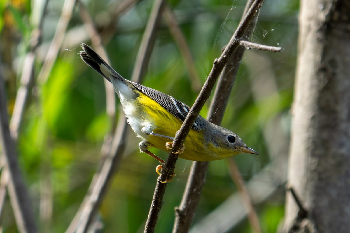 Magnolia Warbler - ML642737560