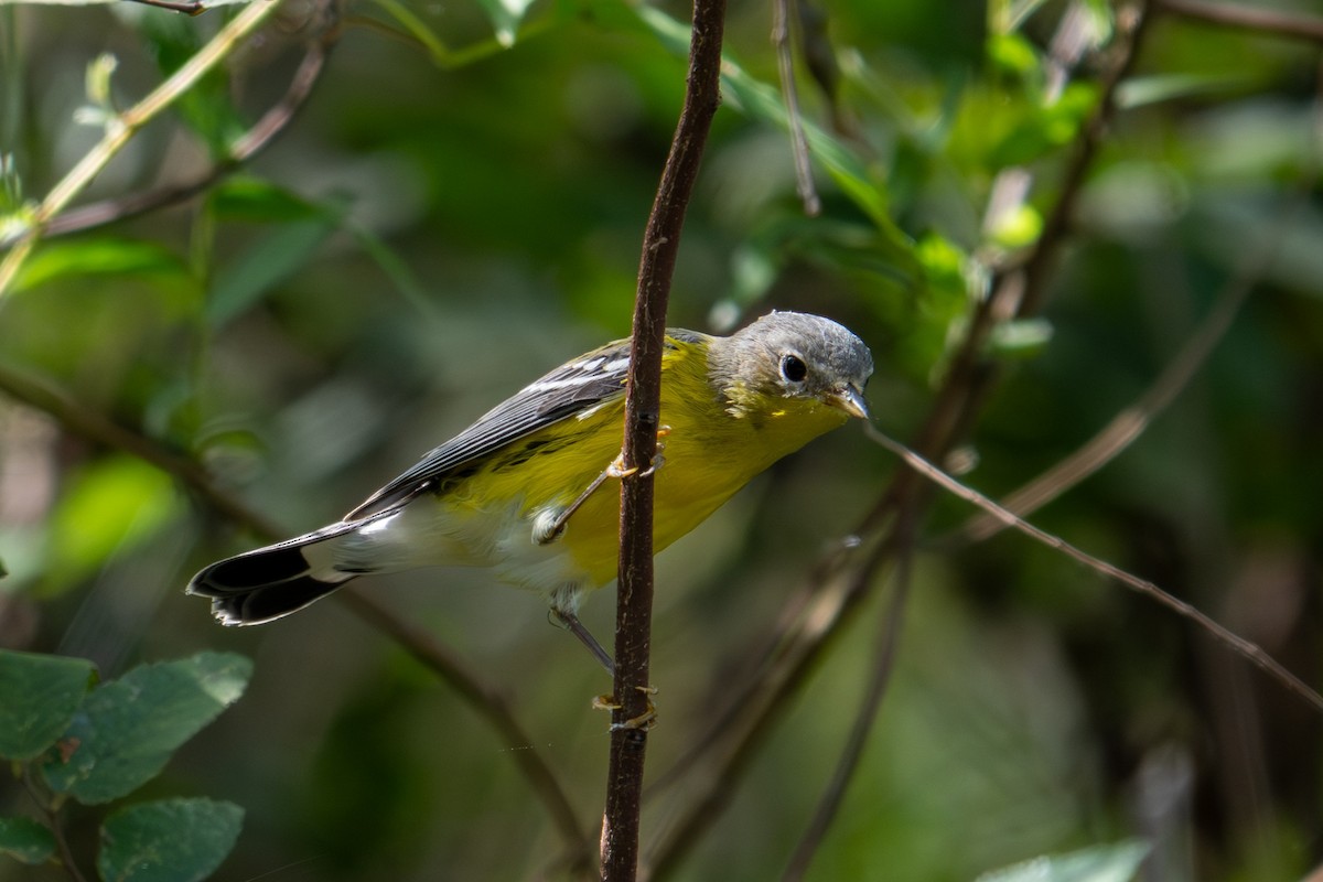 Magnolia Warbler - ML642737561