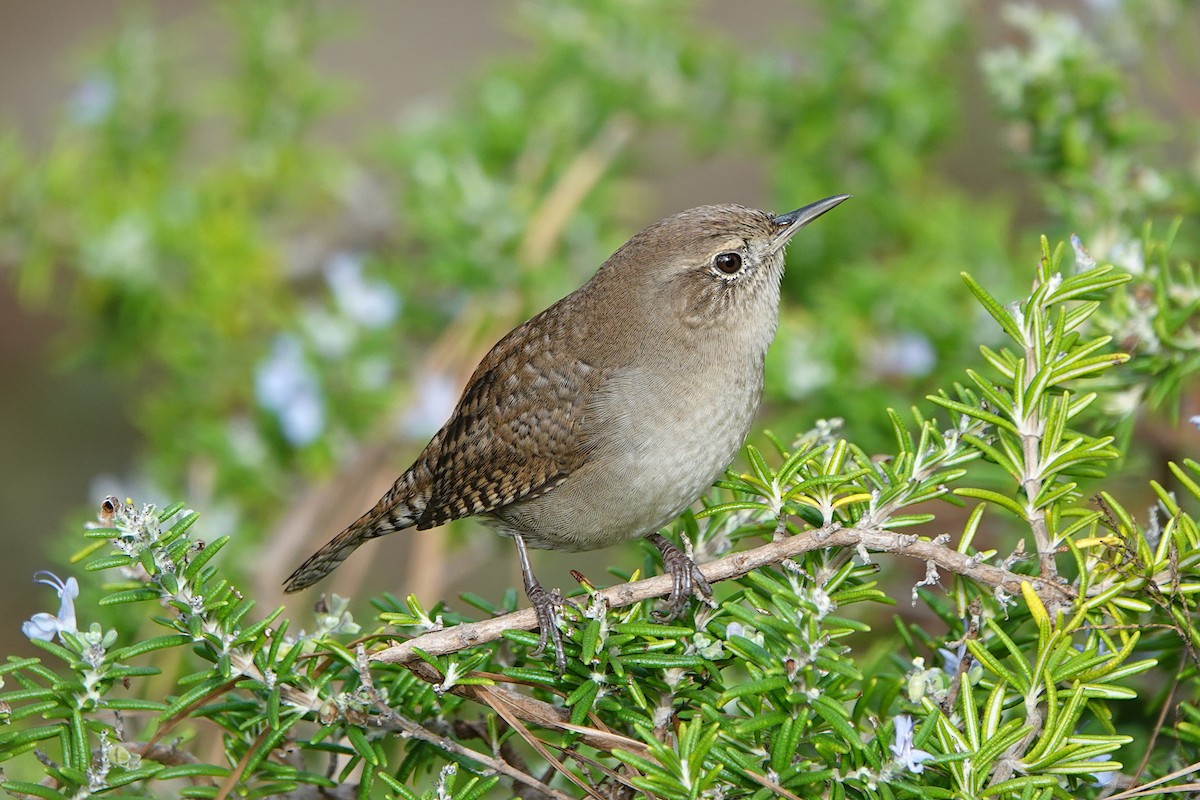 Northern House Wren - ML642737568