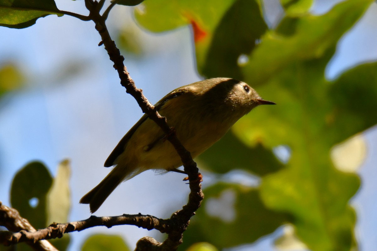 Ruby-crowned Kinglet - ML642737580