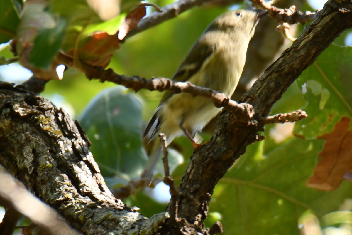 Ruby-crowned Kinglet - ML642737581