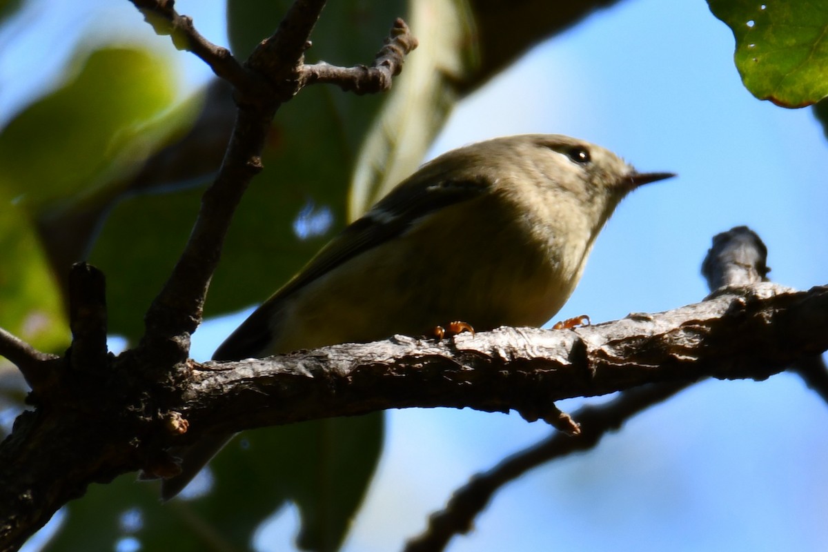 Ruby-crowned Kinglet - ML642737582