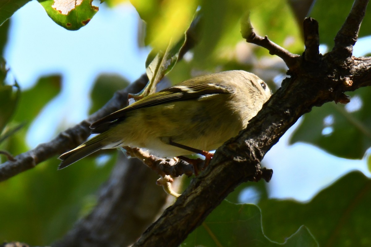 Ruby-crowned Kinglet - ML642737583