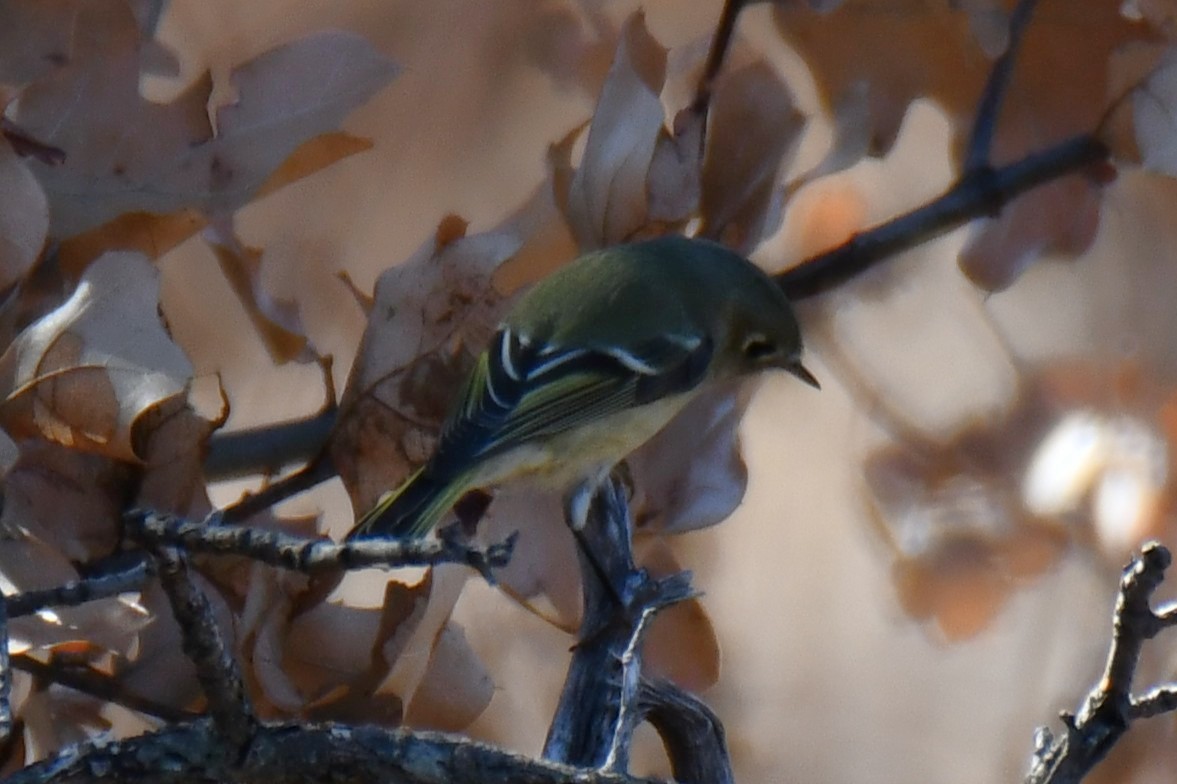 Ruby-crowned Kinglet - ML642737584