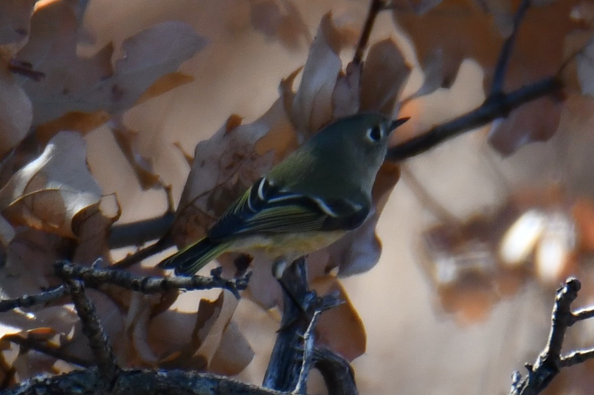 Ruby-crowned Kinglet - ML642737586
