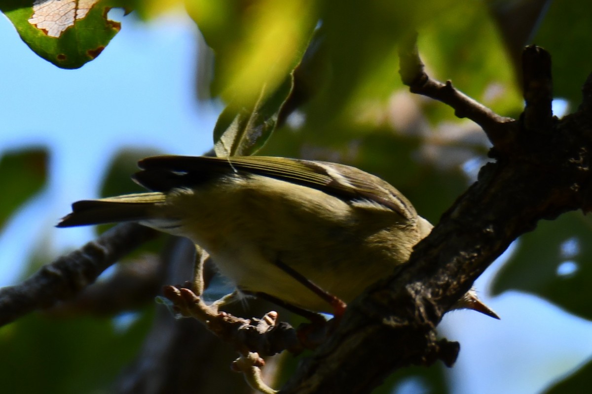 Ruby-crowned Kinglet - ML642737587