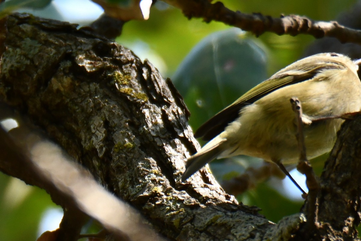 Ruby-crowned Kinglet - ML642737588