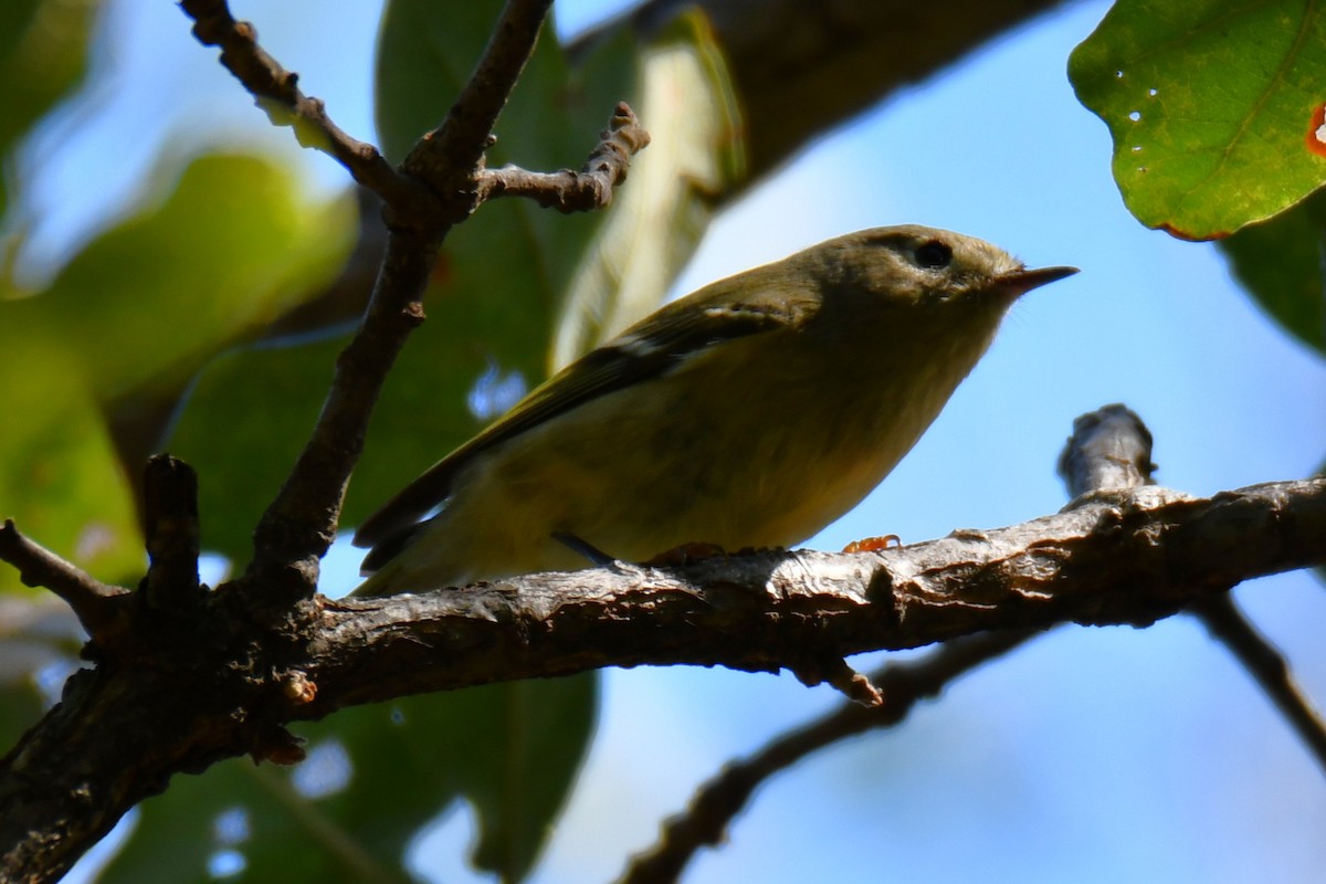 Ruby-crowned Kinglet - ML642737591