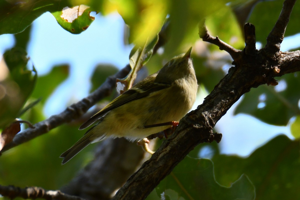 Ruby-crowned Kinglet - ML642737592