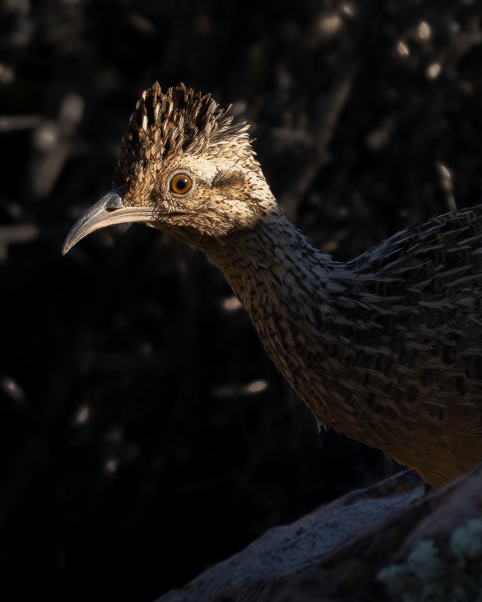 Tinamú Andino - ML642737624