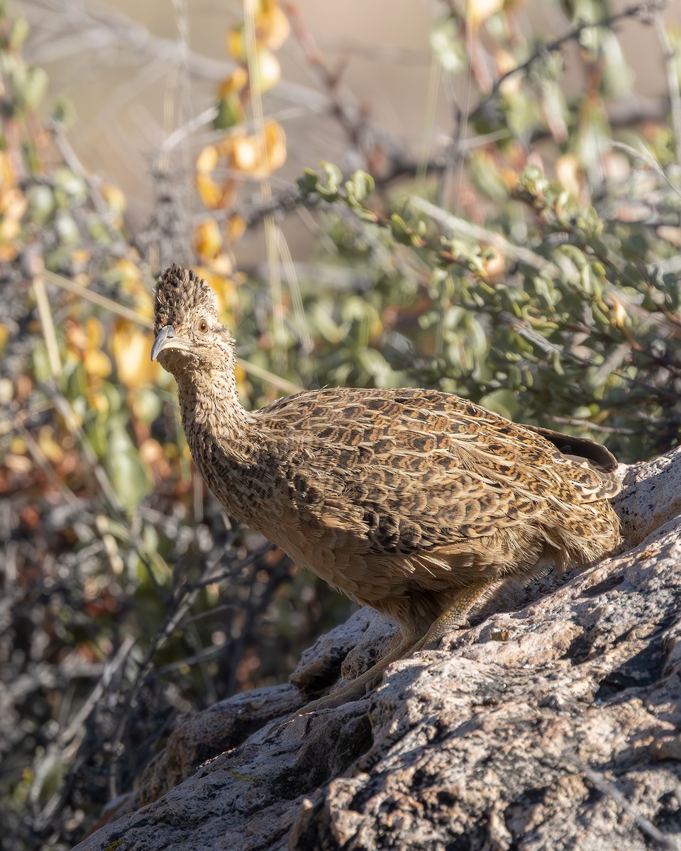 Tinamú Andino - ML642737627