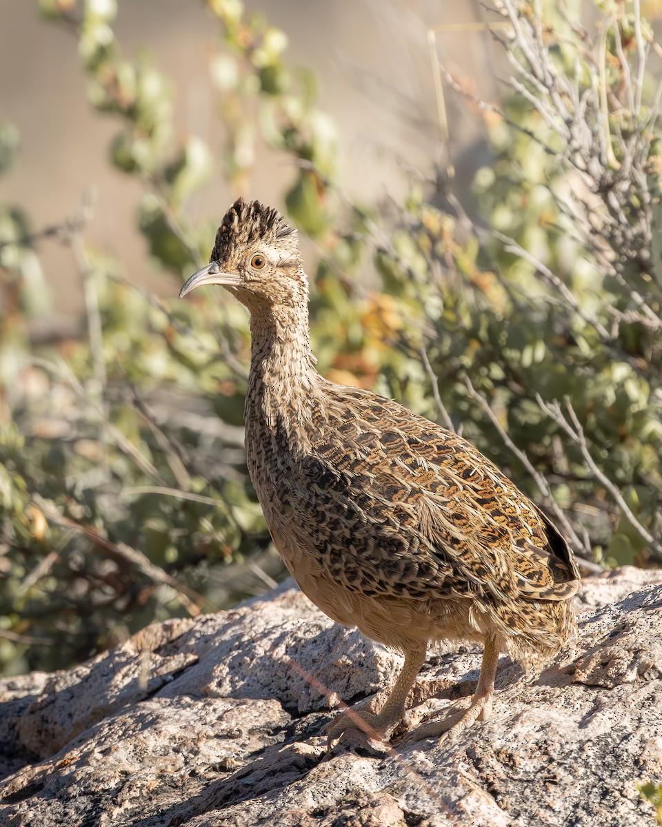 Tinamú Andino - ML642737628