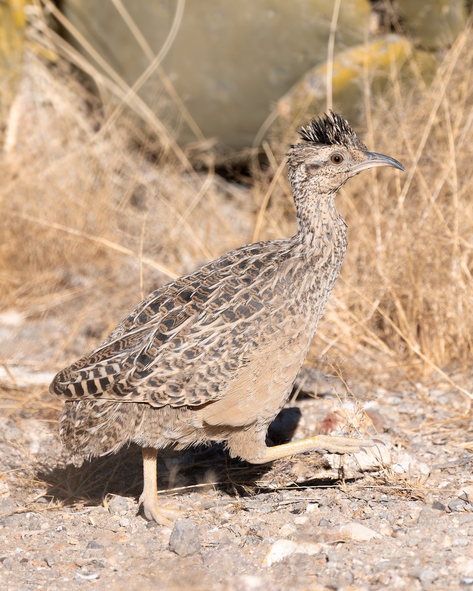 Tinamú Andino - ML642737629