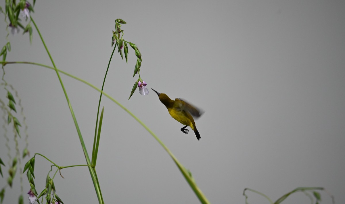 Ornate Sunbird - ML642737631