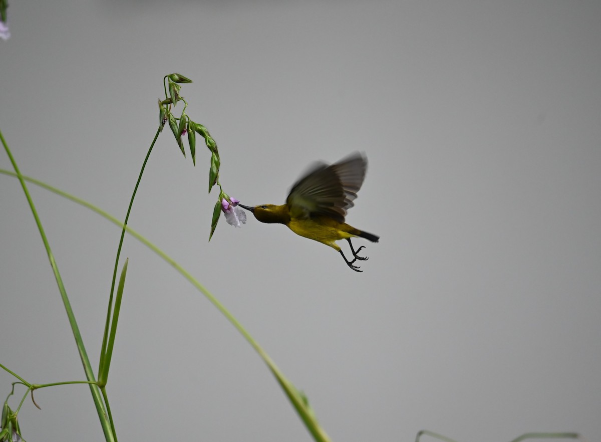 Ornate Sunbird - ML642737638