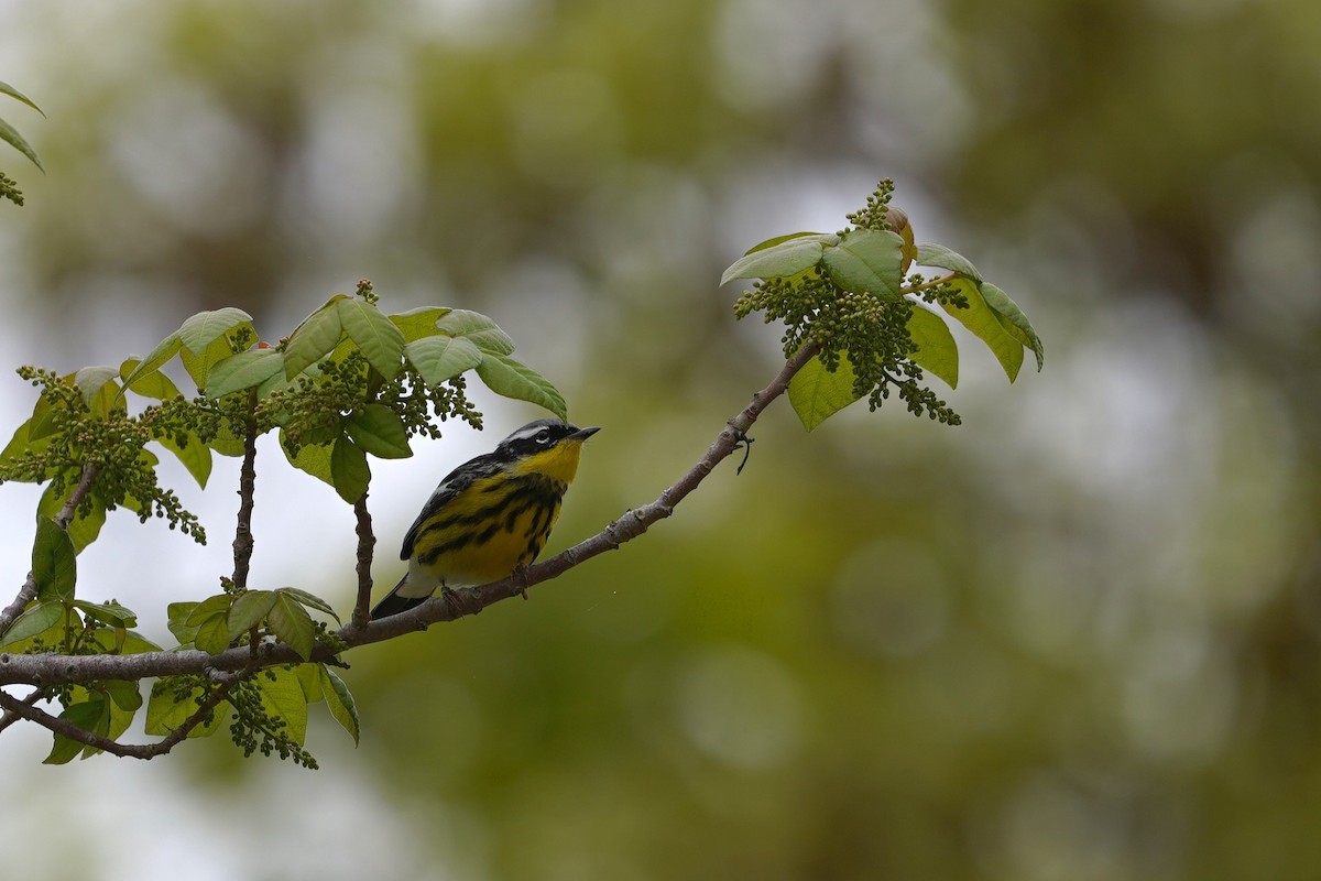 Magnolia Warbler - ML642737640