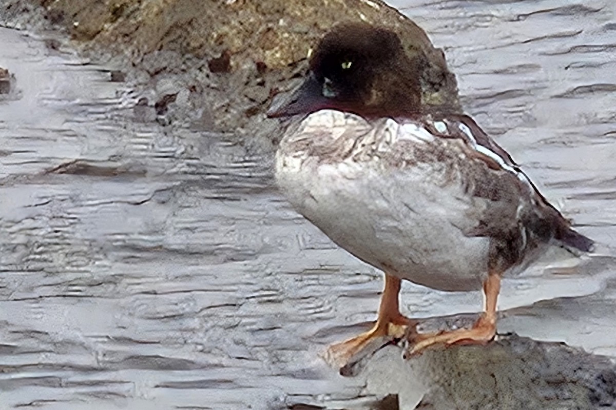 Common Goldeneye - ML642737642