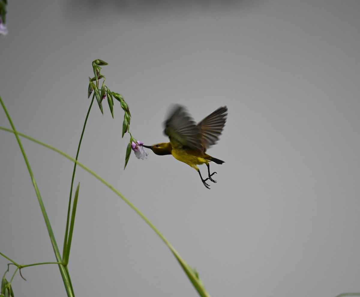 Ornate Sunbird - ML642737649