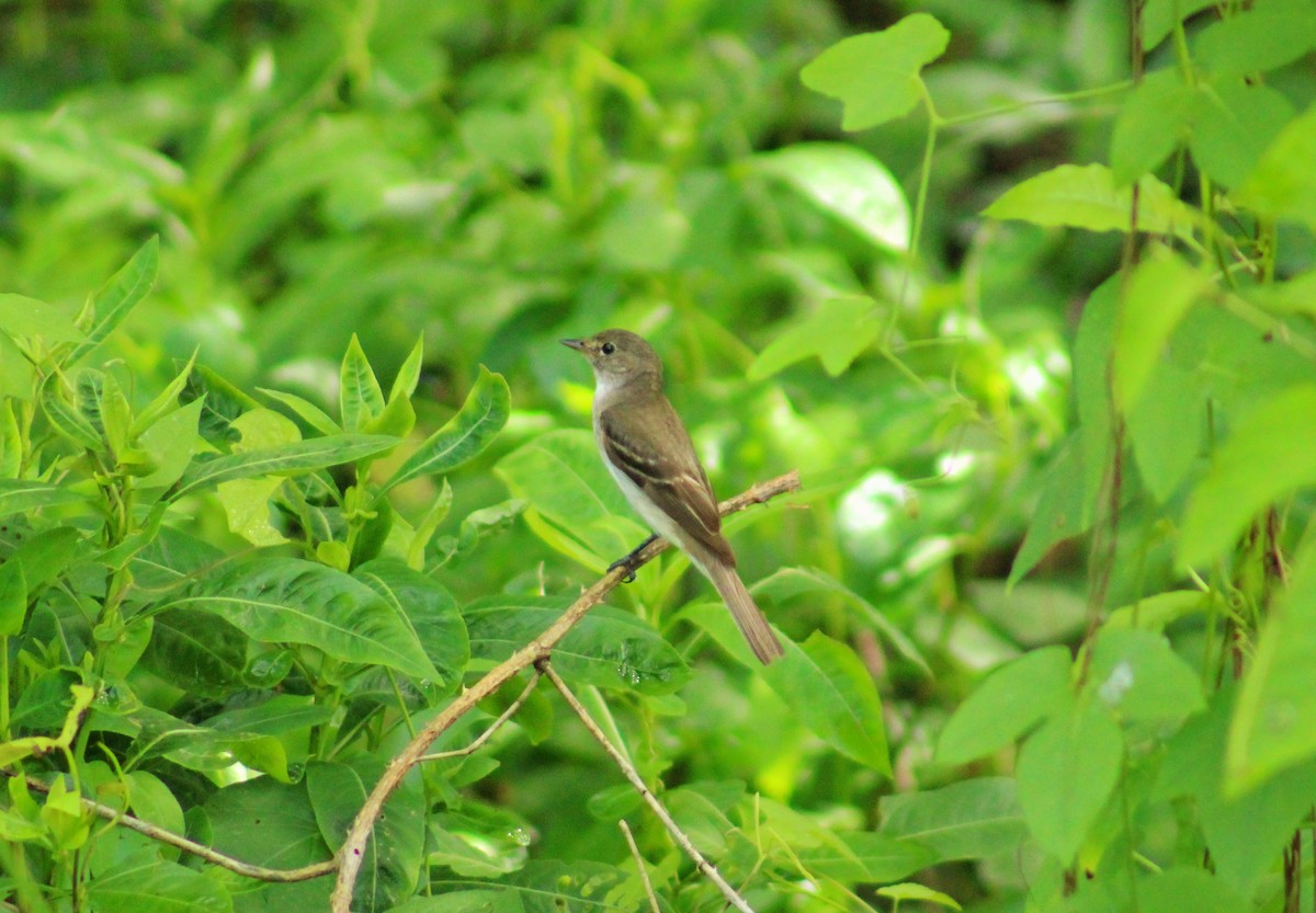 Alder Flycatcher - ML642737695